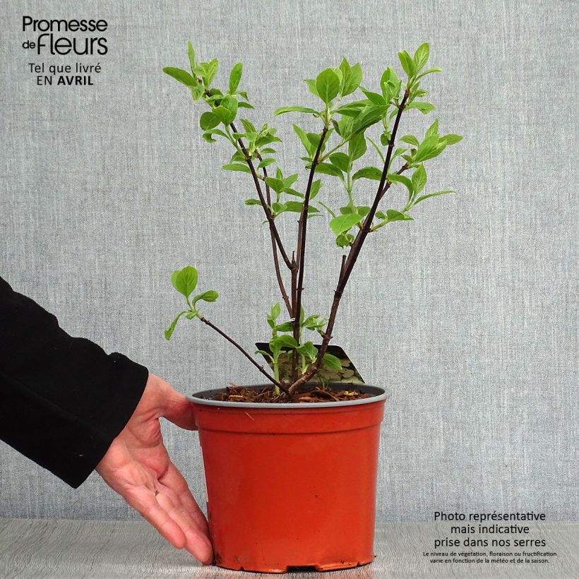 Spécimen de Hortensia - Hydrangea paniculata White Moth Pot de 2L/3L tel que livré au printemps