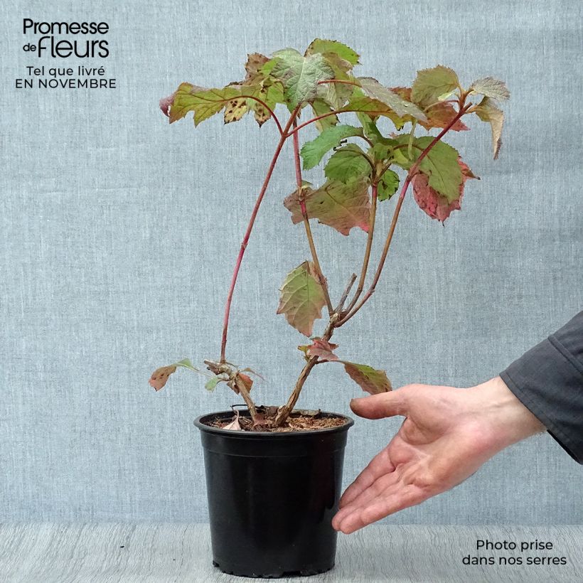 Spécimen de Hydrangea quercifolia Harmony - Hortensia à feuilles de chêne Pot de 2L/3L tel que livré en automne