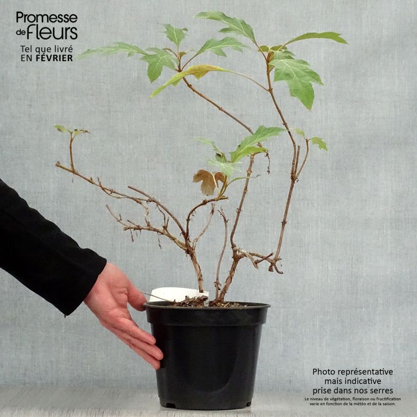 Spécimen de Hydrangea quercifolia Ice Crystal - Hortensia à feuilles de chêne Pot de 4L/5L tel que livré en hiver