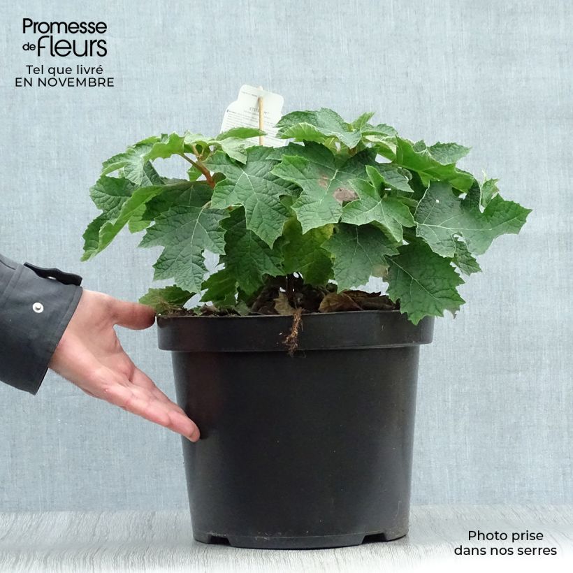 Spécimen de Hydrangea quercifolia Jetstream - Hortensia à feuilles de chêne Pot de 6L/7L tel que livré en automne