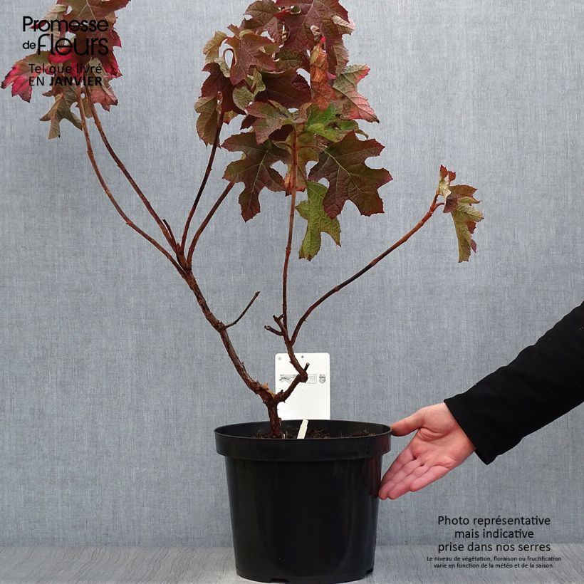 Spécimen de Hydrangea quercifolia Jetstream - Hortensia à feuilles de chêne Pot de 6L/7L tel que livré en hiver