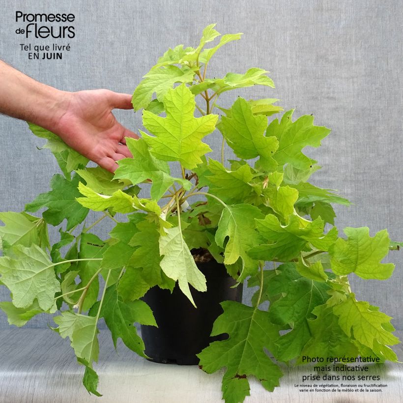 Spécimen de Hydrangea quercifolia Little Honey - Hortensia à feuilles de chêne Pot de 4L/5L tel que livré en été