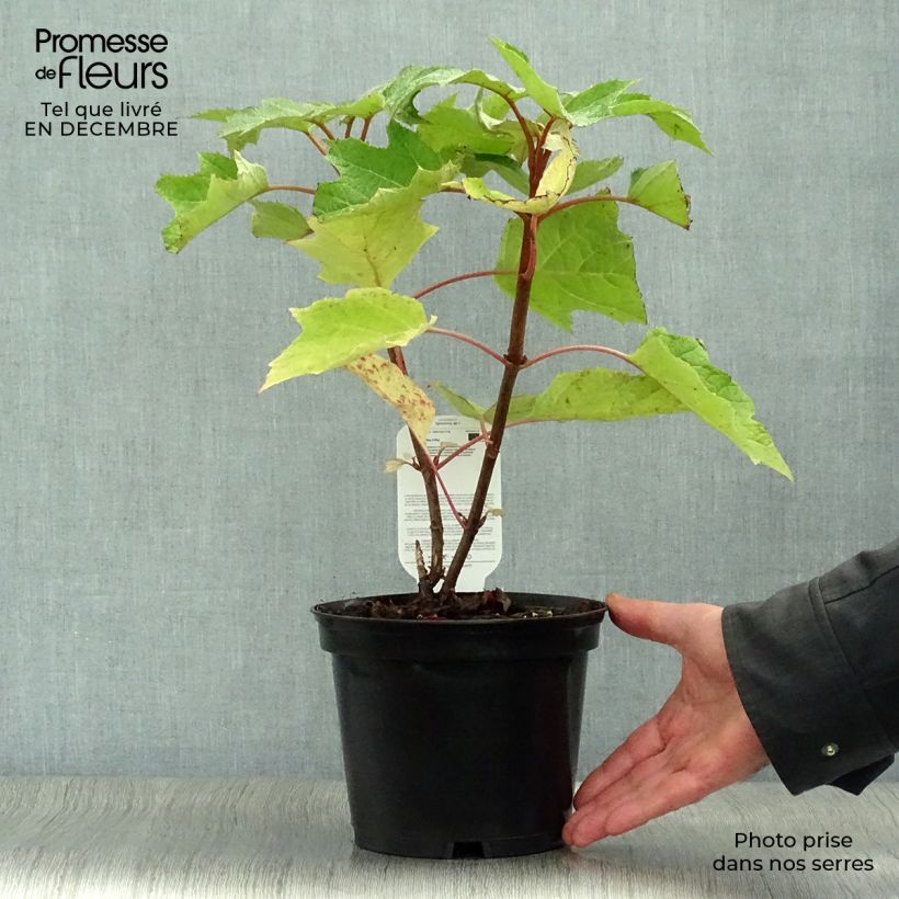 Spécimen de Hydrangea quercifolia Munchkin  - Hortensia à feuilles de chêne Pot de 2L/3L tel que livré en hiver