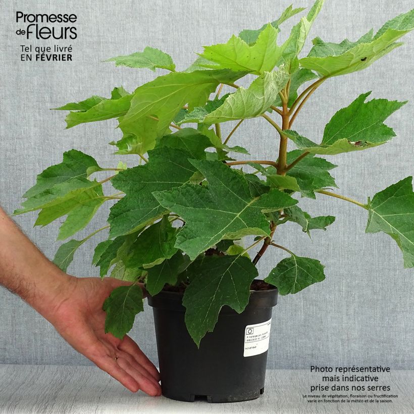 Spécimen de Hydrangea quercifolia Munchkin  - Hortensia à feuilles de chêne Pot de 2L/3L tel que livré en automne