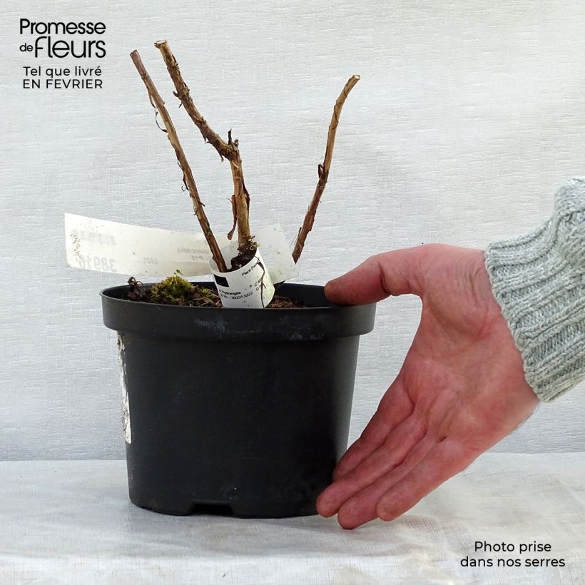 Spécimen de Hydrangea quercifolia Ruby Slippers - Hortensia à feuilles de chêne Pot de 3L/4L tel que livré en hiver