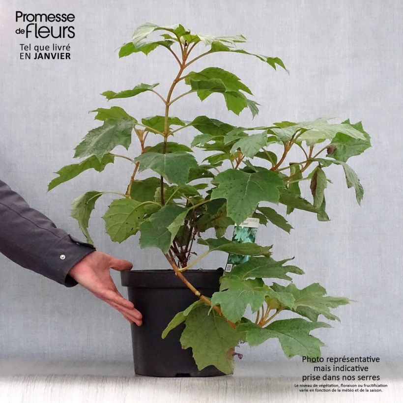 Spécimen de Hydrangea quercifolia Snow Queen - Hortensia à feuilles de chêne Pot de 4L/5L tel que livré en hiver