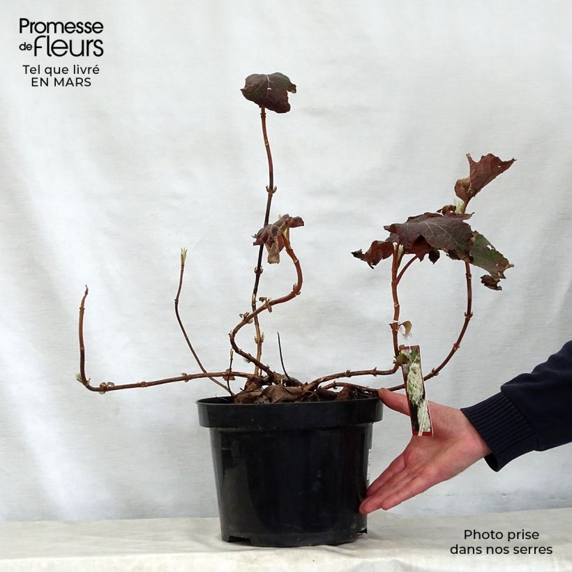 Spécimen de Hydrangea quercifolia Snow Queen - Hortensia à feuilles de chêne Pot de 4L/5L tel que livré au printemps