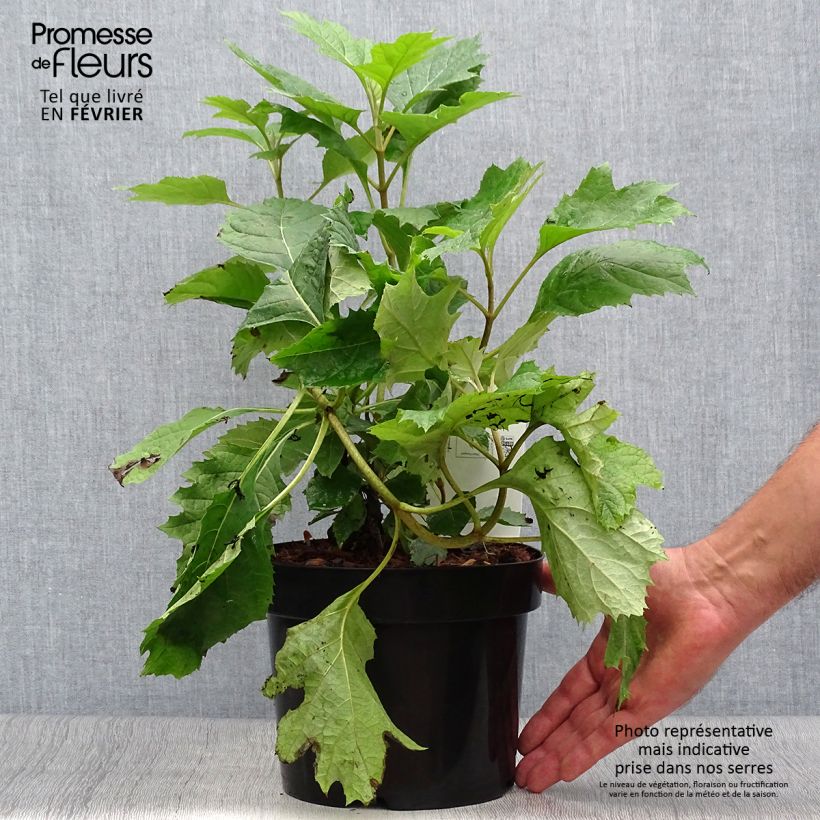 Spécimen de Hydrangea quercifolia Snow Queen - Hortensia à feuilles de chêne Pot de 2L/3L tel que livré en automne