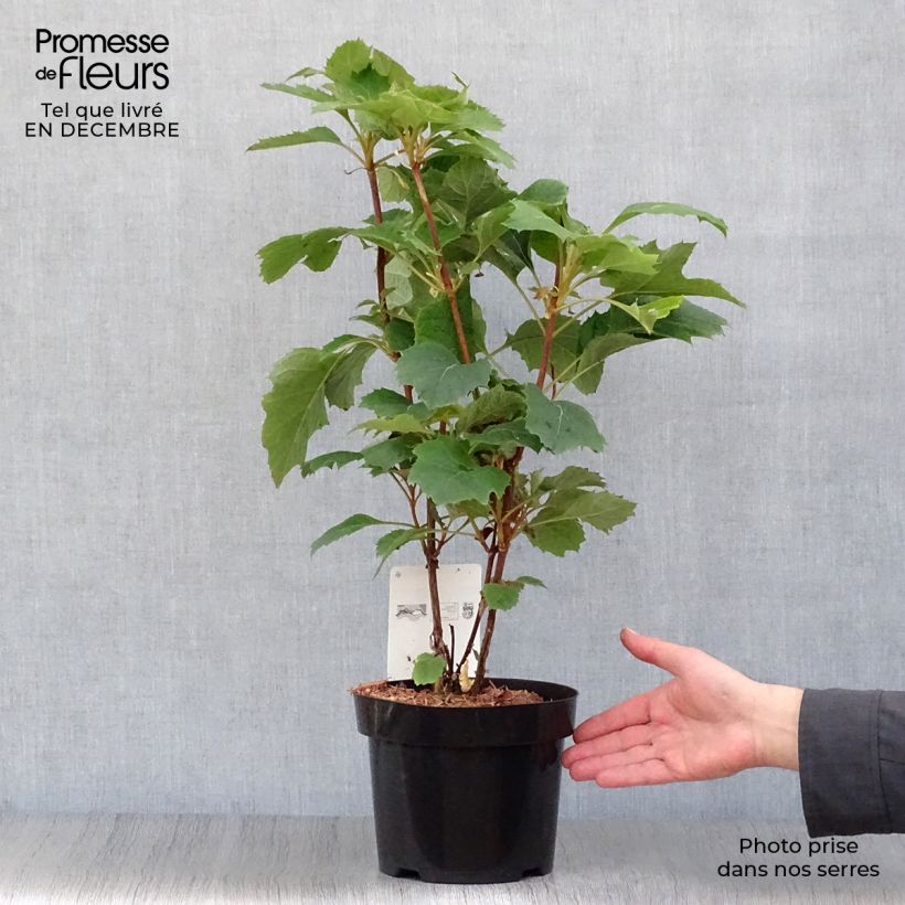 Spécimen de Hydrangea quercifolia Snow Queen - Hortensia à feuilles de chêne Pot de 2L/3L tel que livré en hiver