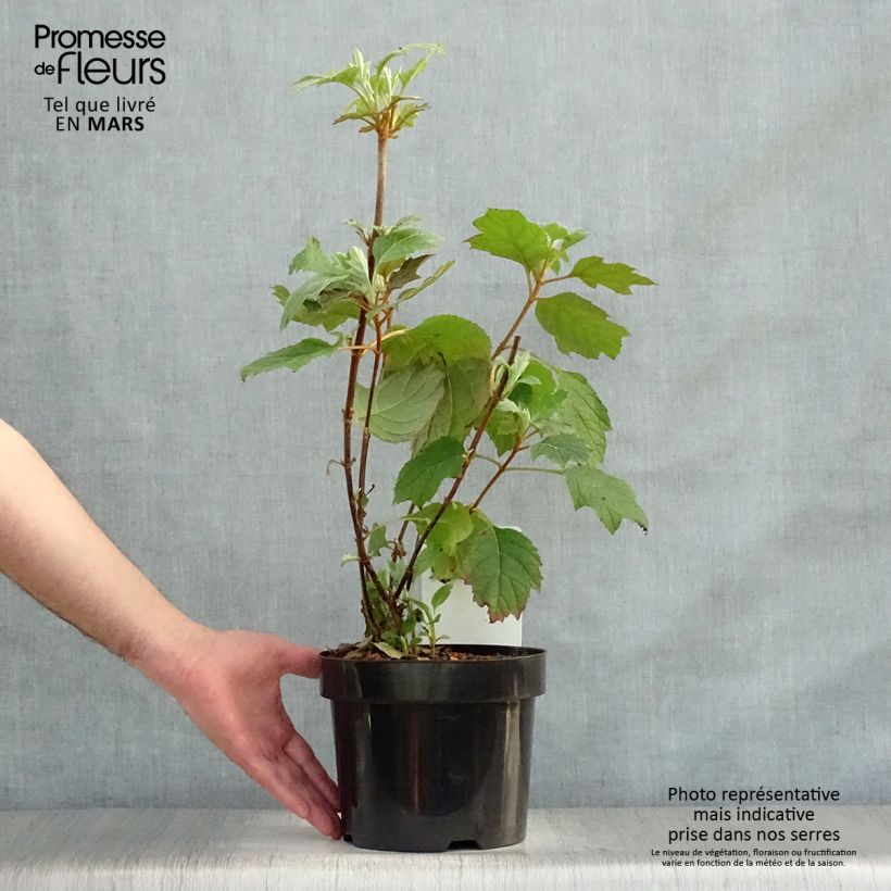 Spécimen de Hydrangea quercifolia Snow Queen - Hortensia à feuilles de chêne Pot de 2L/3L tel que livré au printemps