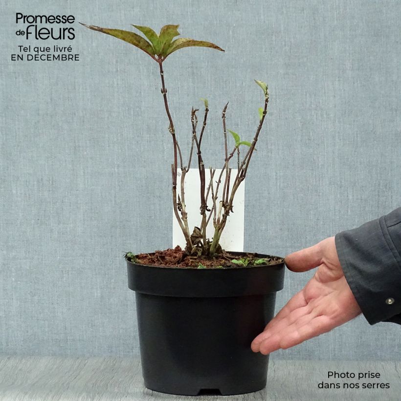 Spécimen de Hortensia - Hydrangea serrata Avelroz Pot de 2L/3L, 5/6 branches tel que livré en hiver