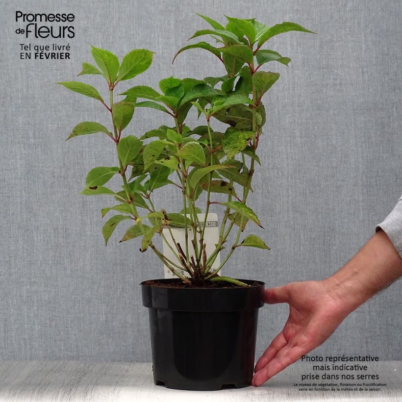 Spécimen de Hortensia - Hydrangea serrata Avelroz Pot de 2L/3L, 5/6 branches tel que livré en automne