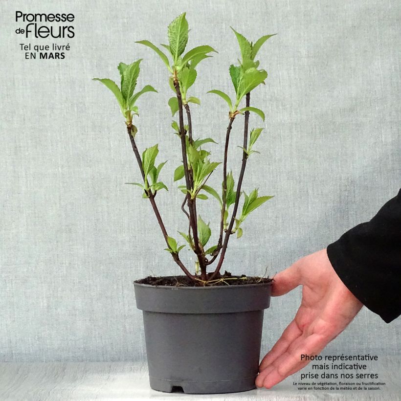Spécimen de Hortensia - Hydrangea serrata Blue Bird Pot de 3L/4L tel que livré au printemps