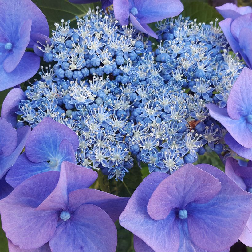Hortensia - Hydrangea serrata Blue Bird (Floraison)