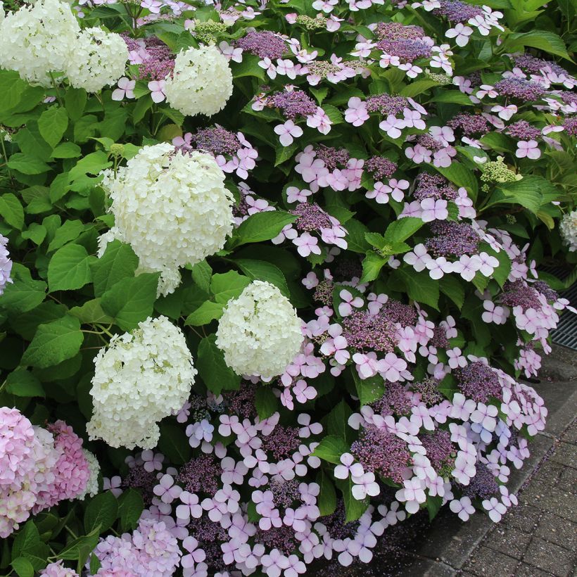 Hortensia - Hydrangea serrata Blue Bird (Port)