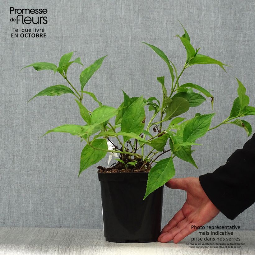 Spécimen de Hortensia - Hydrangea serrata Blue Deckle Pot de 2L/3L tel que livré en automne