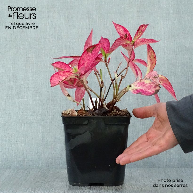 Spécimen de Hortensia - Hydrangea serrata Cap Sizun Pot de 2L/3L tel que livré en hiver