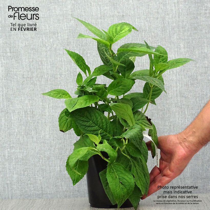 Spécimen de Hortensia - Hydrangea serrata Cap Sizun Pot de 2L/3L tel que livré en automne
