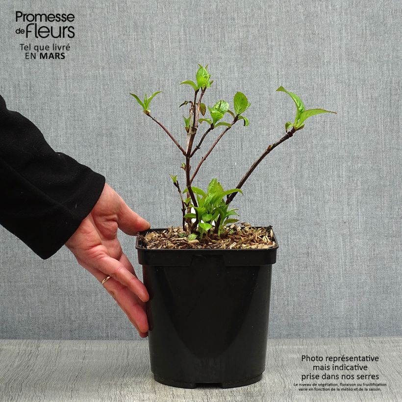 Spécimen de Hortensia - Hydrangea serrata Cap Sizun Pot de 2L/3L tel que livré au printemps
