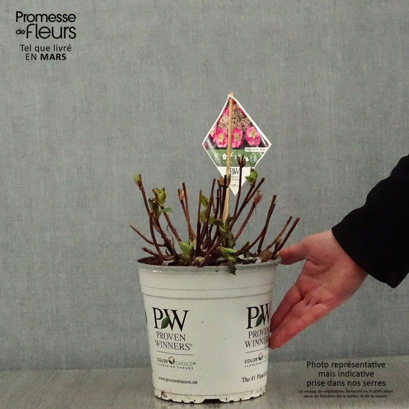 Spécimen de Hortensia - Hydrangea serrata Cotton Candy Pot de 4L/5L tel que livré en hiver