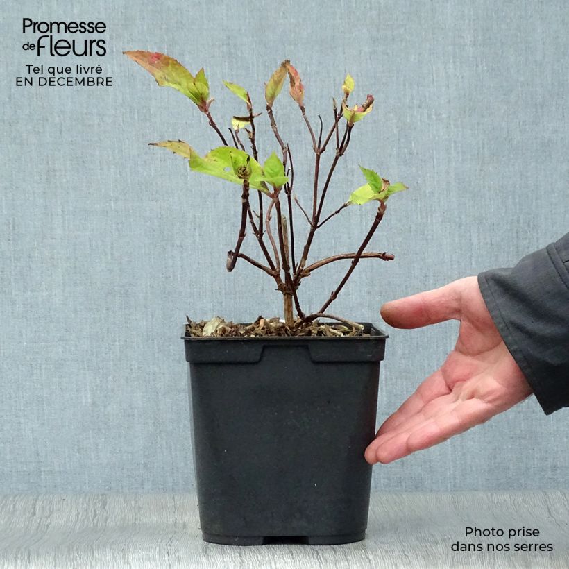 Spécimen de Hortensia - Hydrangea serrata Graciosa Pot de 2L/3L tel que livré en hiver