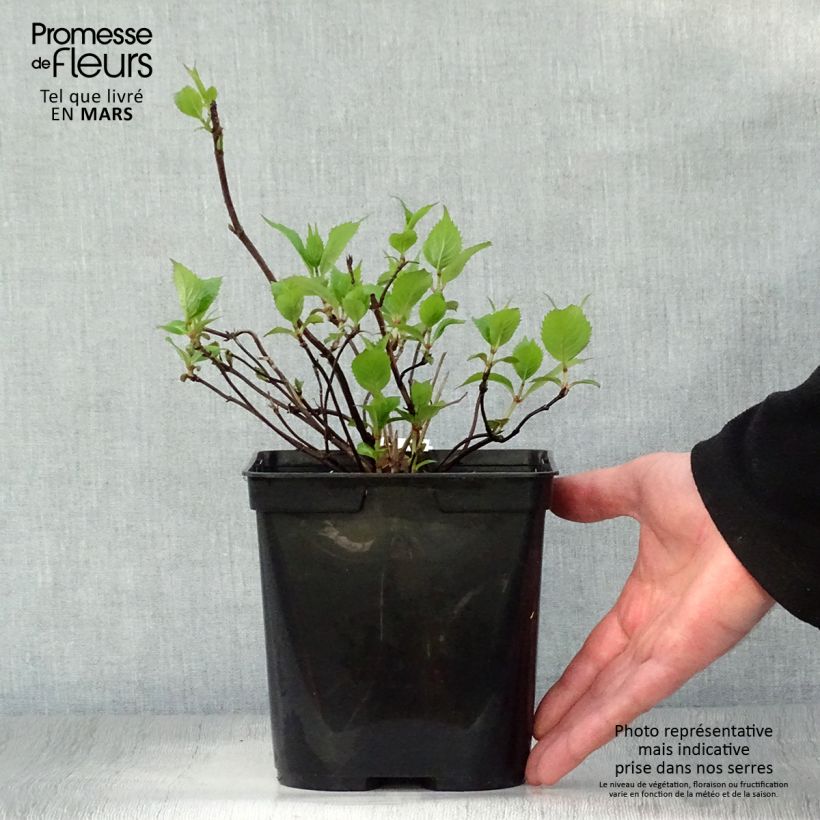 Spécimen de Hortensia - Hydrangea serrata Graciosa Pot de 2L/3L tel que livré au printemps