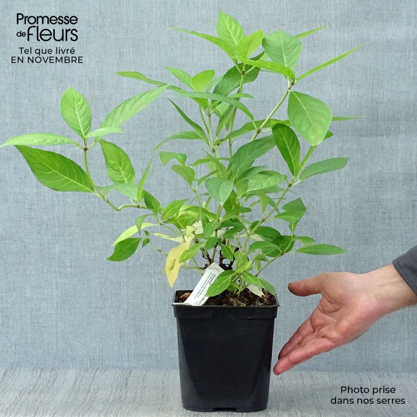 Spécimen de Hortensia - Hydrangea serrata Grayswood Pot de 2L/3L tel que livré en automne