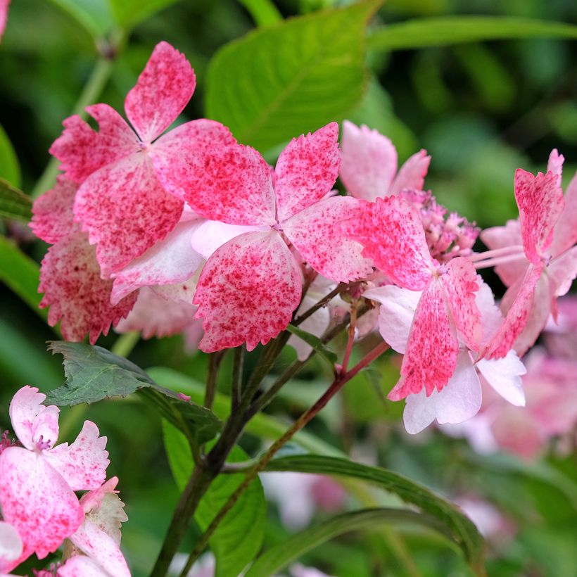 Hortensia - Hydrangea serrata Grayswood (Floraison)