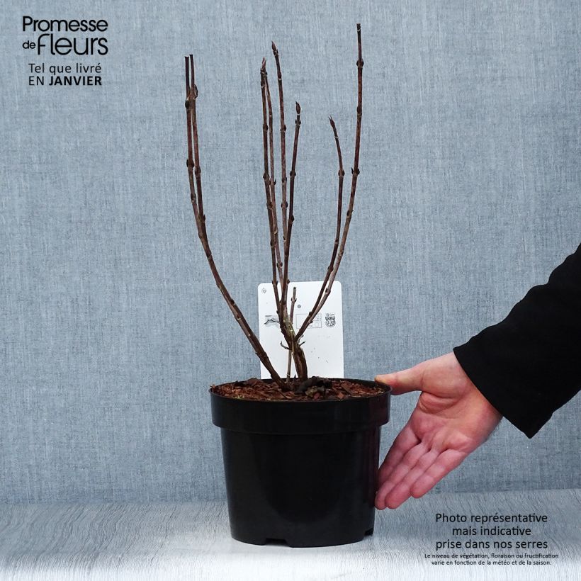 Spécimen de Hortensia - Hydrangea serrata Intermedia Pot de 2L/3L tel que livré en hiver