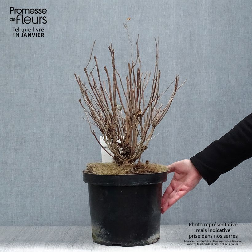 Spécimen de Hortensia - Hydrangea serrata Intermedia Pot de 7,5L/10L tel que livré en hiver