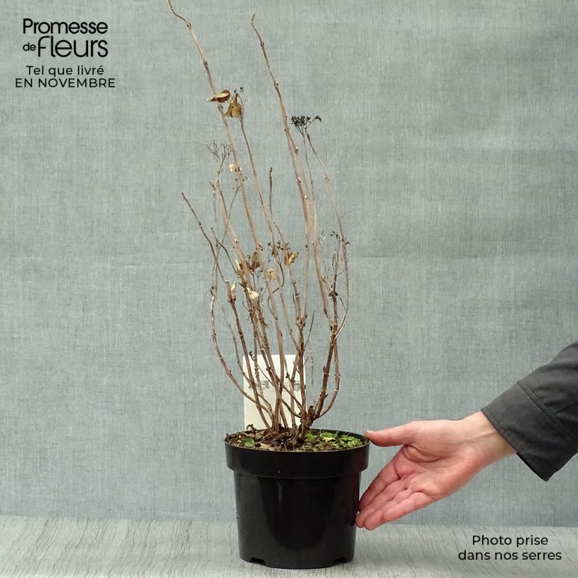 Spécimen de Hortensia - Hydrangea serrata Intermedia Pot de 2L/3L tel que livré en automne