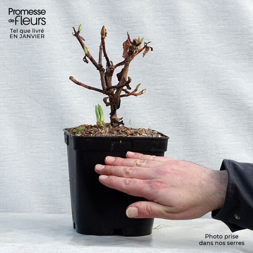 Spécimen de Hortensia - Hydrangea serrata Klaveren Pot de 2L/3L tel que livré en hiver