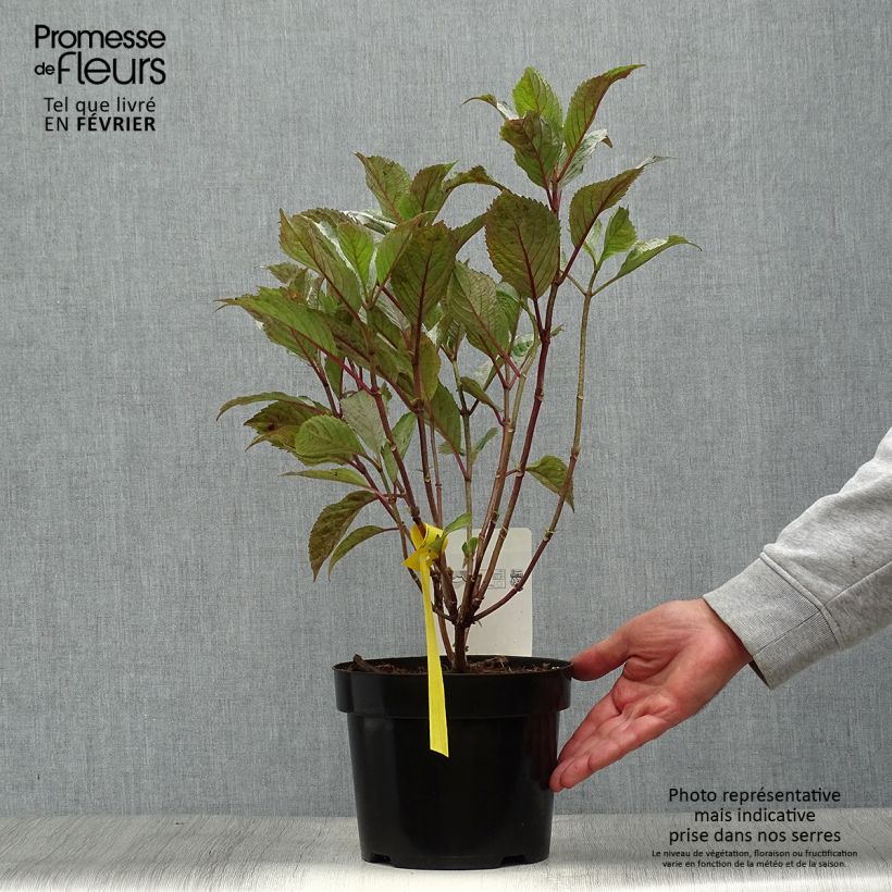 Spécimen de Hortensia - Hydrangea serrata Precioza Pot de 2L/3L tel que livré en automne
