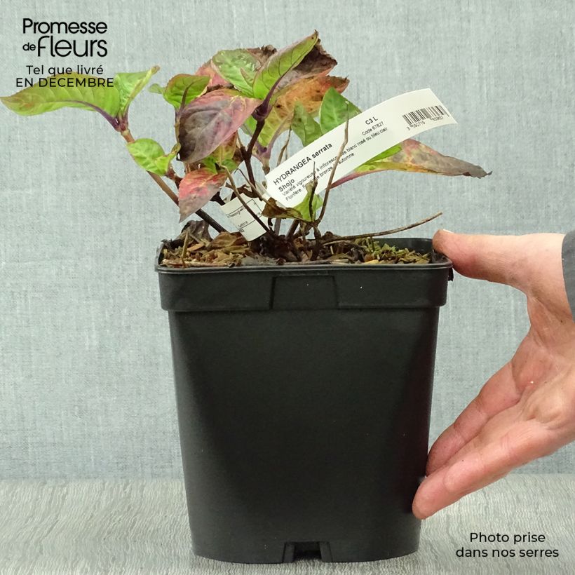 Spécimen de Hortensia - Hydrangea serrata Shojo Pot de 2L/3L tel que livré en hiver
