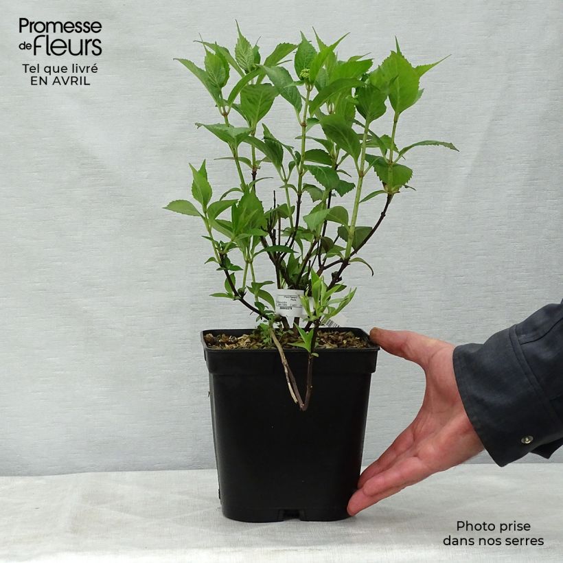 Spécimen de Hortensia - Hydrangea serrata Tiara Pot de 2L/3L tel que livré au printemps