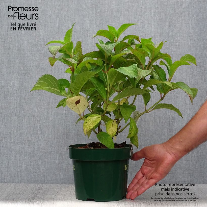 Spécimen de Hortensia - Hydrangea serrata Veerle Pot de 3L/4L tel que livré en automne