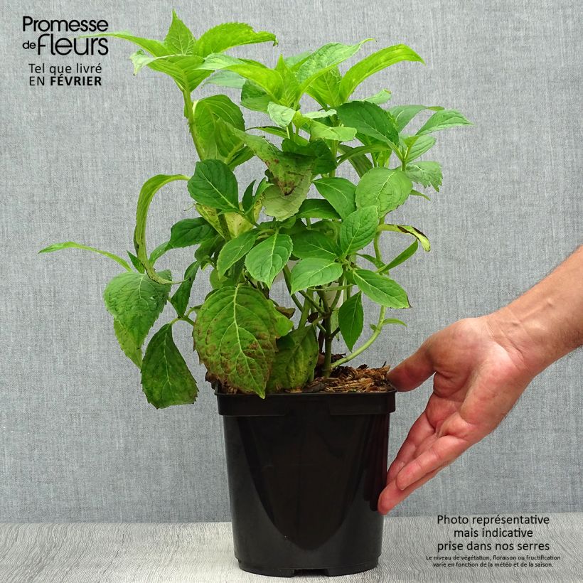 Spécimen de Hortensia - Hydrangea serrata Vicomte de Kerlot Pot de 2L/3L tel que livré en automne