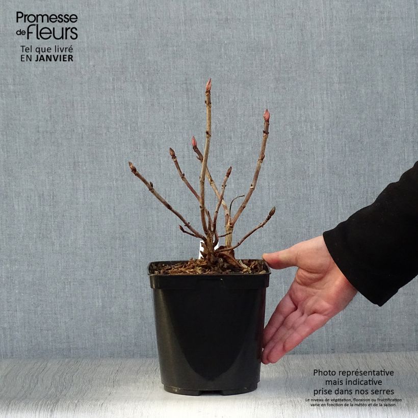 Spécimen de Hortensia - Hydrangea serrata Vicomte de Kerlot Pot de 2L/3L tel que livré en hiver