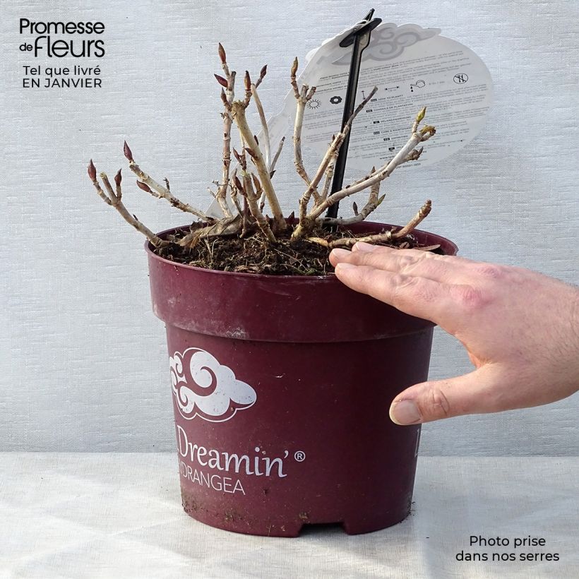 Spécimen de Hortensia - Hydrangea macrophylla L.A Dreamin Pot de 4L/5L, 10 branches tel que livré en hiver
