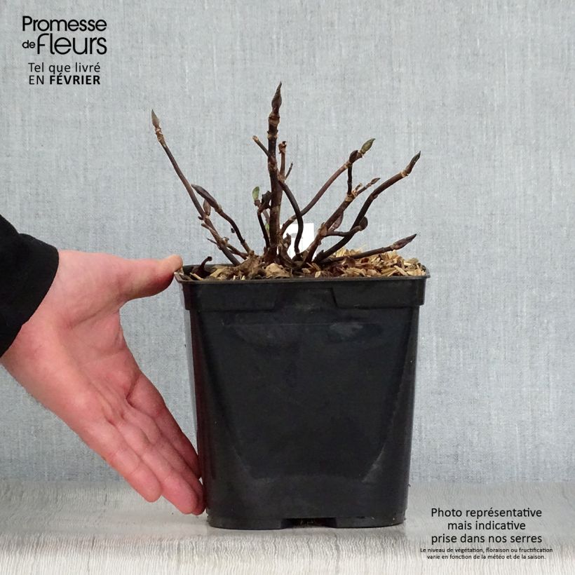 Spécimen de Hortensia macrophylla Mathilde Gutges Pot de 2L/3L tel que livré en hiver