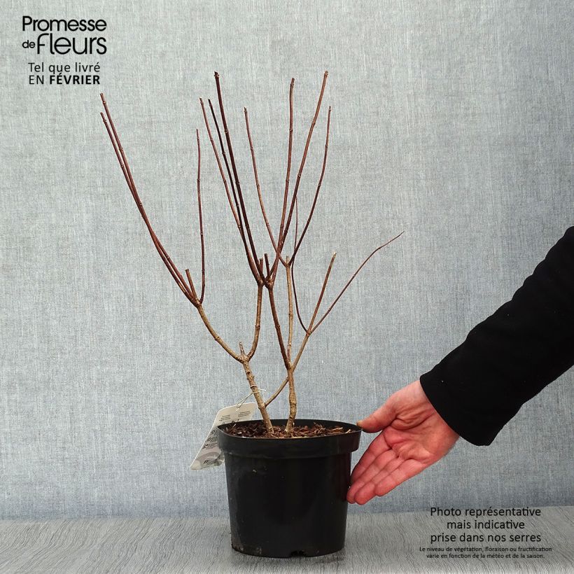 Spécimen de Hortensia - Hydrangea paniculata Pink Diamond Pot de 2L/3L tel que livré en hiver