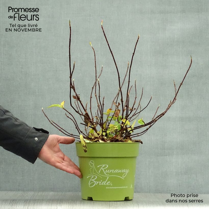 Spécimen de Hortensia - Hydrangea Runaway Bride Pot de 6L/7L tel que livré en automne