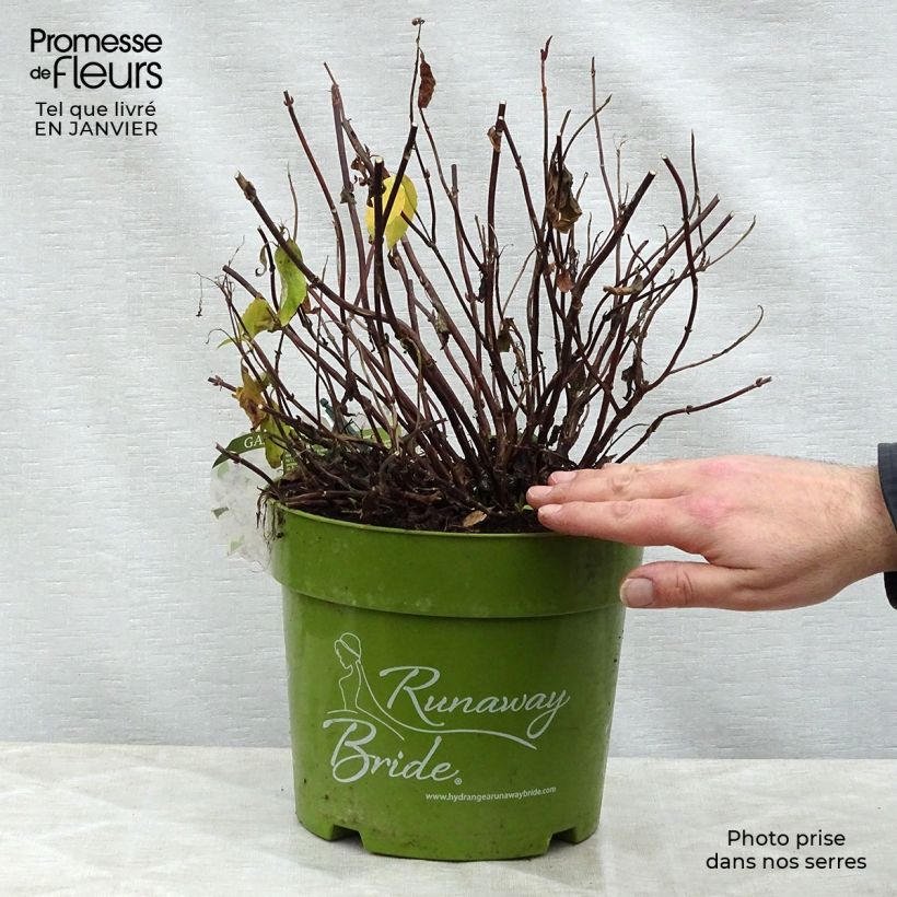 Spécimen de Hortensia - Hydrangea Runaway Bride Pot de 6L/7L tel que livré en hiver