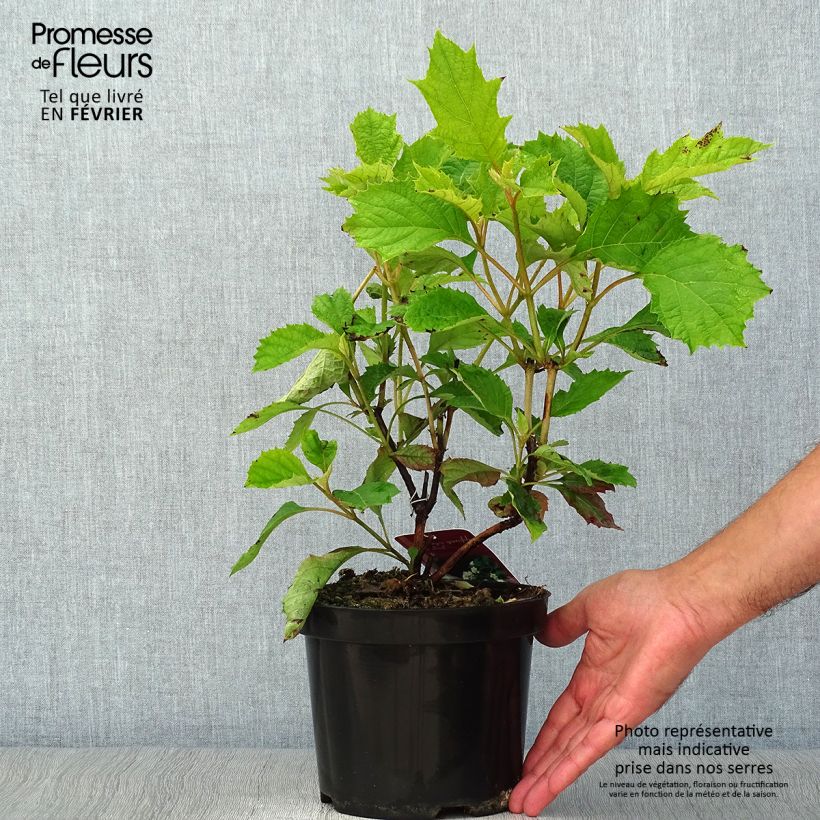 Spécimen de Hydrangea quercifolia Sike's Dwarf - Hortensia à feuilles de chêne Pot de 2L/3L tel que livré en automne