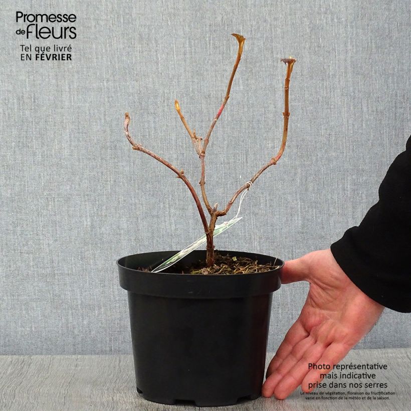 Spécimen de Hydrangea quercifolia Sike's Dwarf - Hortensia à feuilles de chêne Pot de 2L/3L tel que livré en hiver