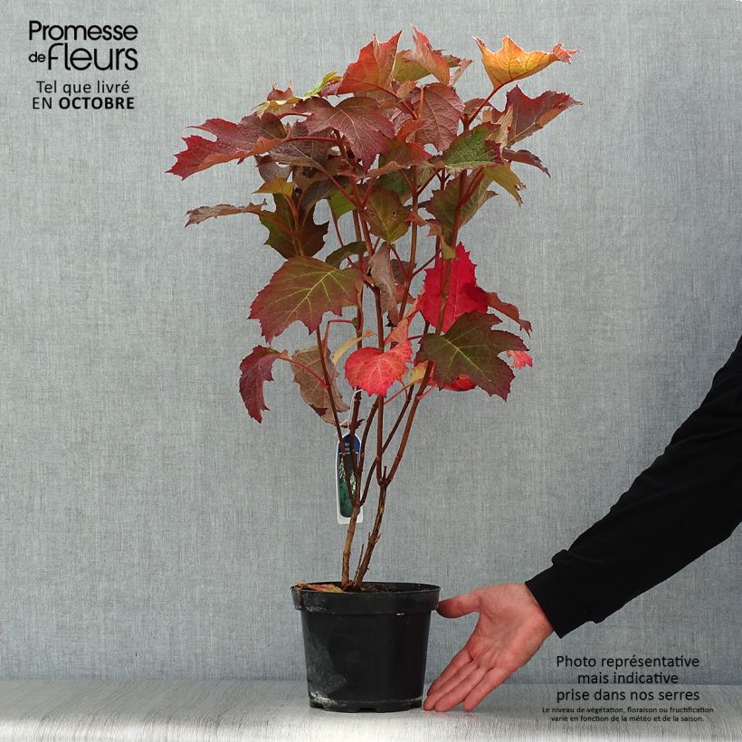 Spécimen de Hydrangea quercifolia - Hortensia à feuilles de chêne Pot de 2L/3L tel que livré en automne