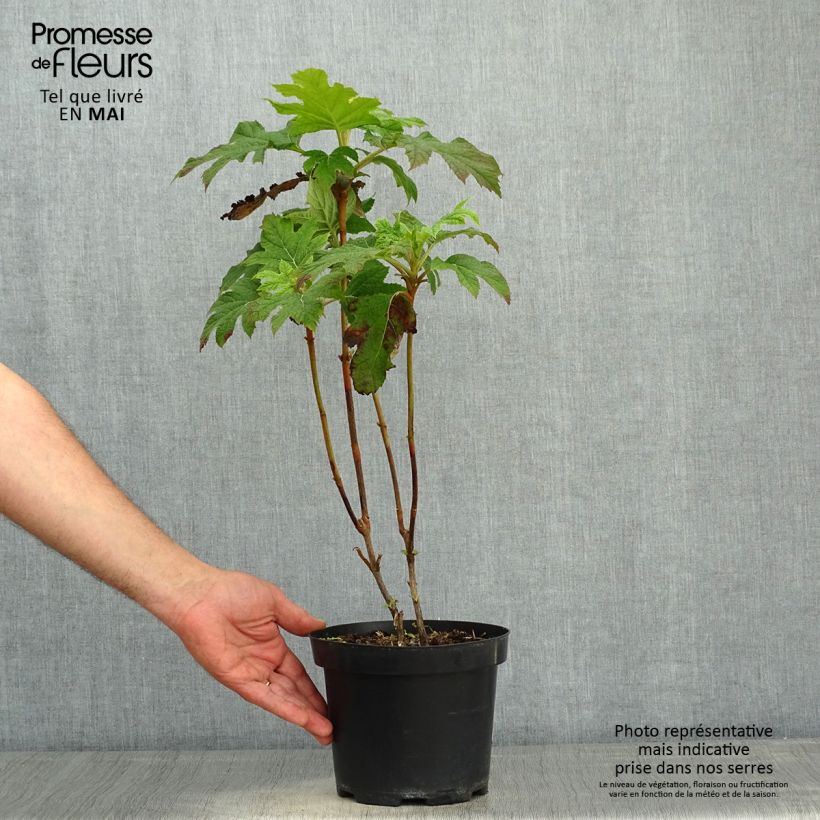 Spécimen de Hydrangea quercifolia - Hortensia à feuilles de chêne Pot de 2L/3L tel que livré au printemps