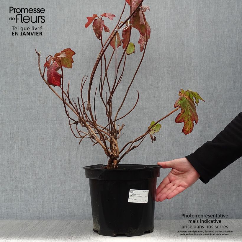 Spécimen de Hydrangea quercifolia - Hortensia à feuilles de chêne Pot de 7,5L/10L tel que livré en hiver