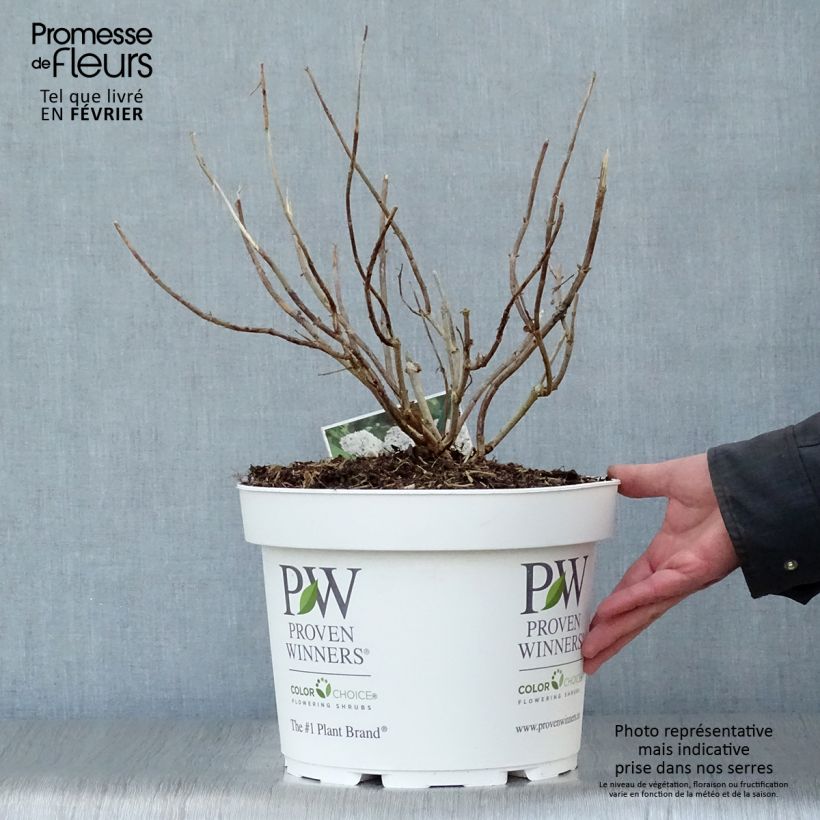 Spécimen de Hortensia arborescens BellaRagazza Blanchetta Pot de 7,5L/10L tel que livré en hiver