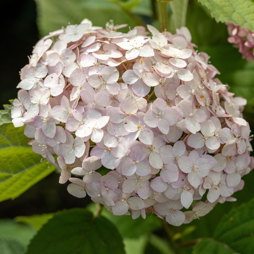 Hortensia arborescens Candybelle® Bubblegum (Floraison)
